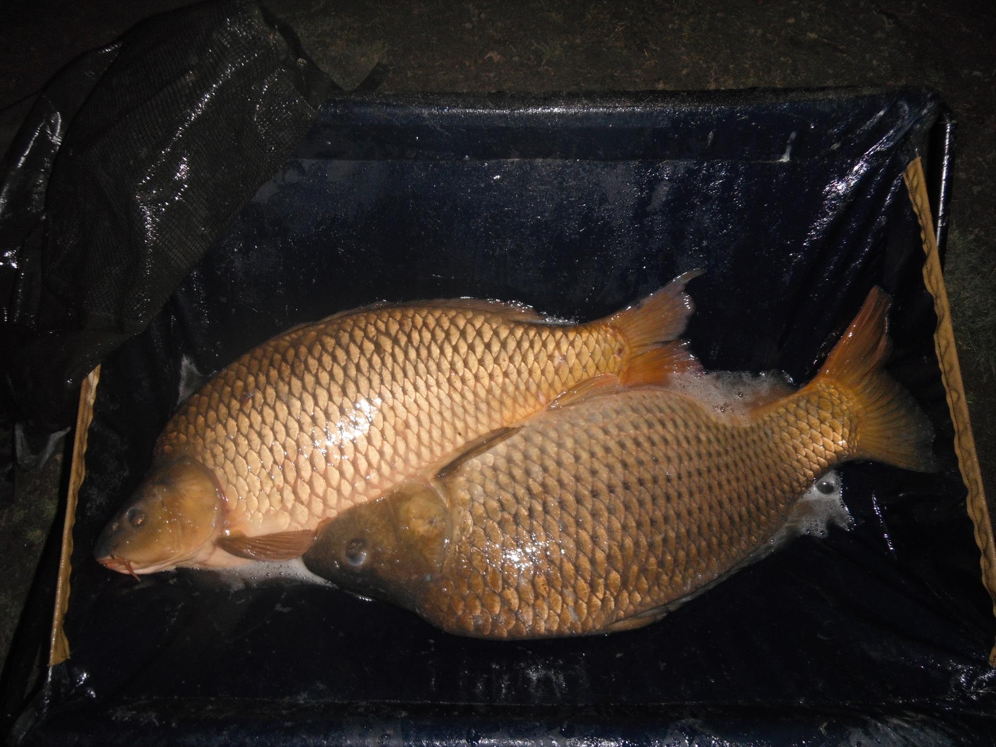 Martie 2013 - Harsany - Martie 2013